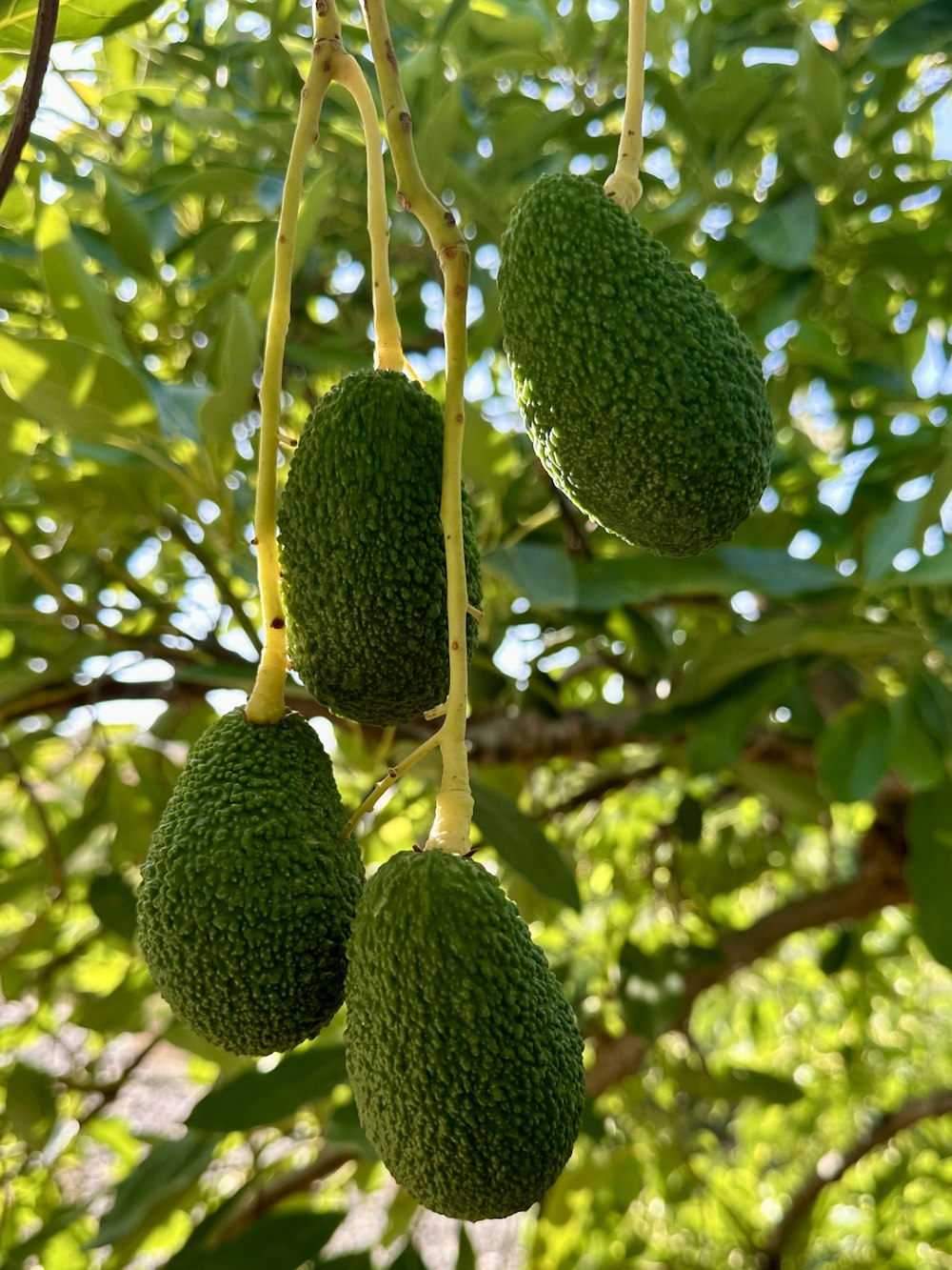 Avocados (Hass & Fuerte)